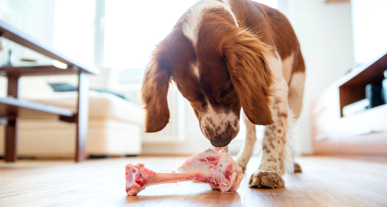 Мясо для собак: как правильно выбрать и скормить своему питомцу